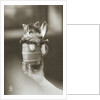 Kitten in a Beer Stein by Anonymous