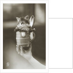 Kitten in a Beer Stein by Anonymous
