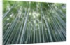 Grove of Japanese Bamboo by Anonymous