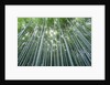 Grove of Japanese Bamboo by Anonymous