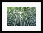 Grove of Japanese Bamboo by Anonymous