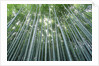 Grove of Japanese Bamboo by Anonymous
