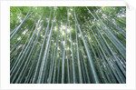Grove of Japanese Bamboo by Anonymous