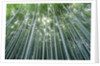 Grove of Japanese Bamboo by Anonymous