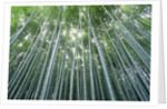 Grove of Japanese Bamboo by Anonymous