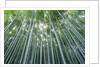 Grove of Japanese Bamboo by Anonymous