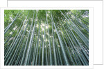Grove of Japanese Bamboo by Anonymous
