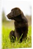Chocolate Lab Puppy by Anonymous