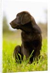 Chocolate Lab Puppy by Anonymous