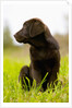 Chocolate Lab Puppy by Anonymous