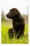 Chocolate Lab Puppy by Anonymous
