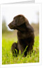 Chocolate Lab Puppy by Anonymous