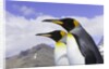 King Penguins by Anonymous