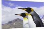 King Penguins by Anonymous