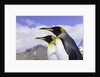 King Penguins by Anonymous