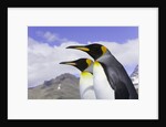 King Penguins by Anonymous
