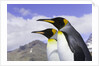 King Penguins by Anonymous