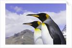 King Penguins by Anonymous