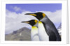 King Penguins by Anonymous