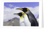 King Penguins by Anonymous