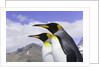 King Penguins by Anonymous