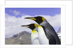King Penguins by Anonymous