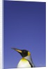 King Penguin by Anonymous