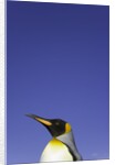 King Penguin by Anonymous