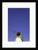 King Penguin by Anonymous