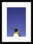 King Penguin by Anonymous