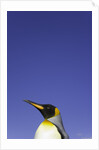 King Penguin by Anonymous