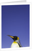 King Penguin by Anonymous