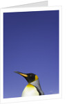 King Penguin by Anonymous