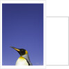 King Penguin by Anonymous