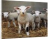 Lambs by Anonymous