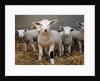 Lambs by Anonymous