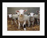 Lambs by Anonymous