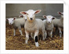 Lambs by Anonymous