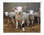 Lambs by Anonymous