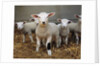 Lambs by Anonymous