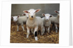 Lambs by Anonymous