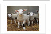 Lambs by Anonymous