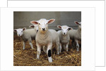 Lambs by Anonymous