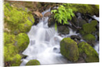 Waterfall and Mossy Rocks by Anonymous
