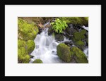 Waterfall and Mossy Rocks by Anonymous