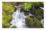 Waterfall and Mossy Rocks by Anonymous