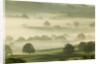 Foggy Grassland by Anonymous