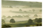Foggy Grassland by Anonymous