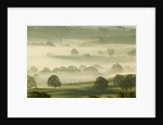 Foggy Grassland by Anonymous