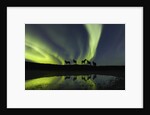 Horses under the Aurora Borealis by Anonymous